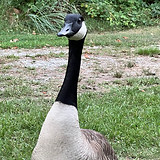 IMG_7499.jpg