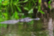 Alligator floating on top of the Sopchoppy River. Air Supply, Inc. offers HVAC services to keep your air this fresh.
