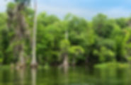A beautiful day on the Wakulla River in Crawfordville. Air Supply offers HVAC services in Crawfordville to keep your air this fresh.