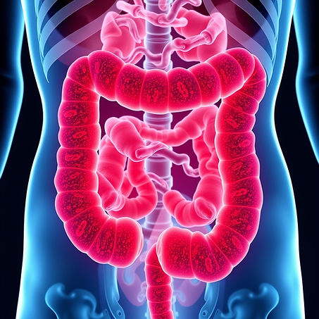 Illustration of the intestines