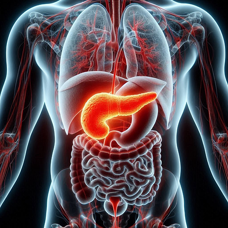 Pancreas