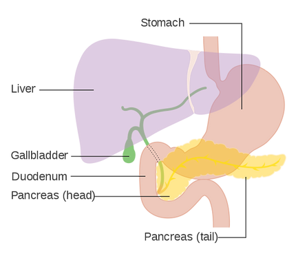 pancreas