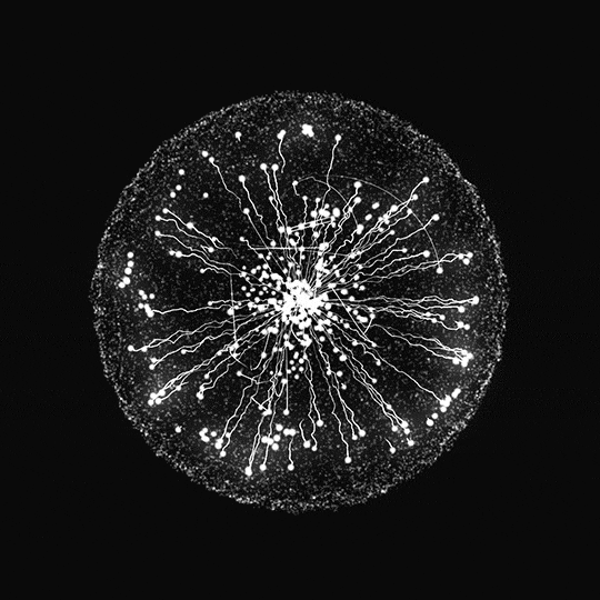 620482c8-cd5a-4ef9-b6d2-5ba5fd1c66ba.gif