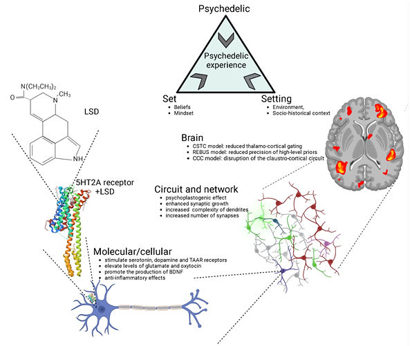 LSD mechanism action.jpg