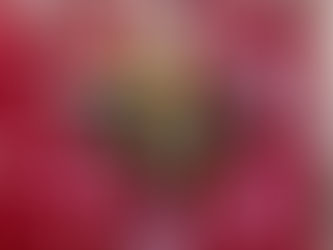 Adoption Event at Pet Supplies Plus