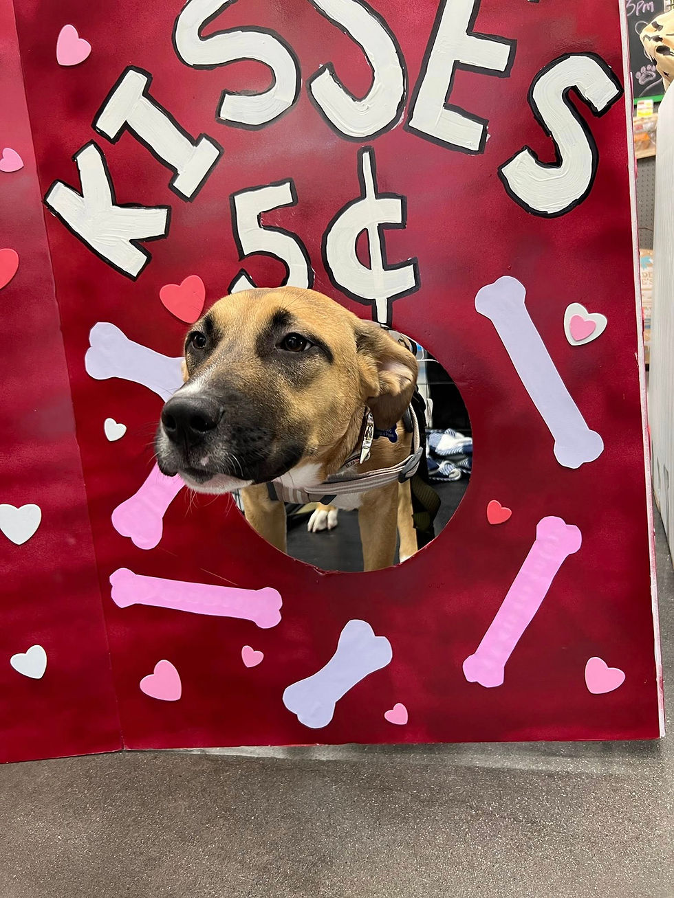 Adoption Event at Pet Supplies Plus
