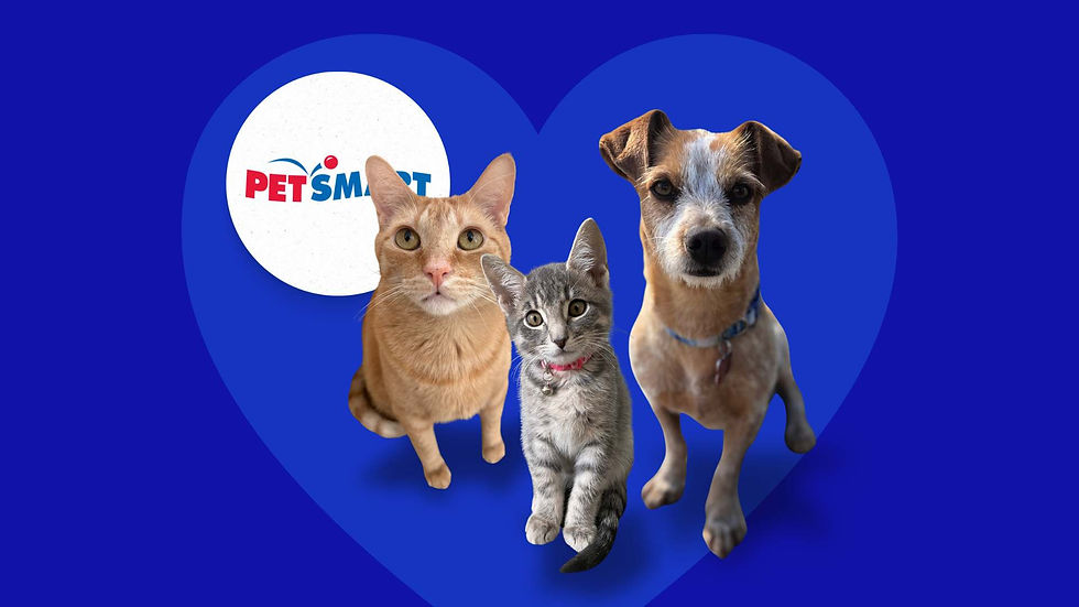 Cat and Dog Adoption Event at PetSmart