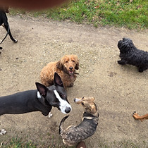 Promenades Dog Vadrouille