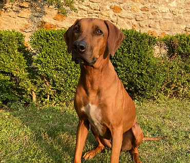 L'équipe Dog Vadrouille