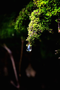 SCENIC H2O DROPLET