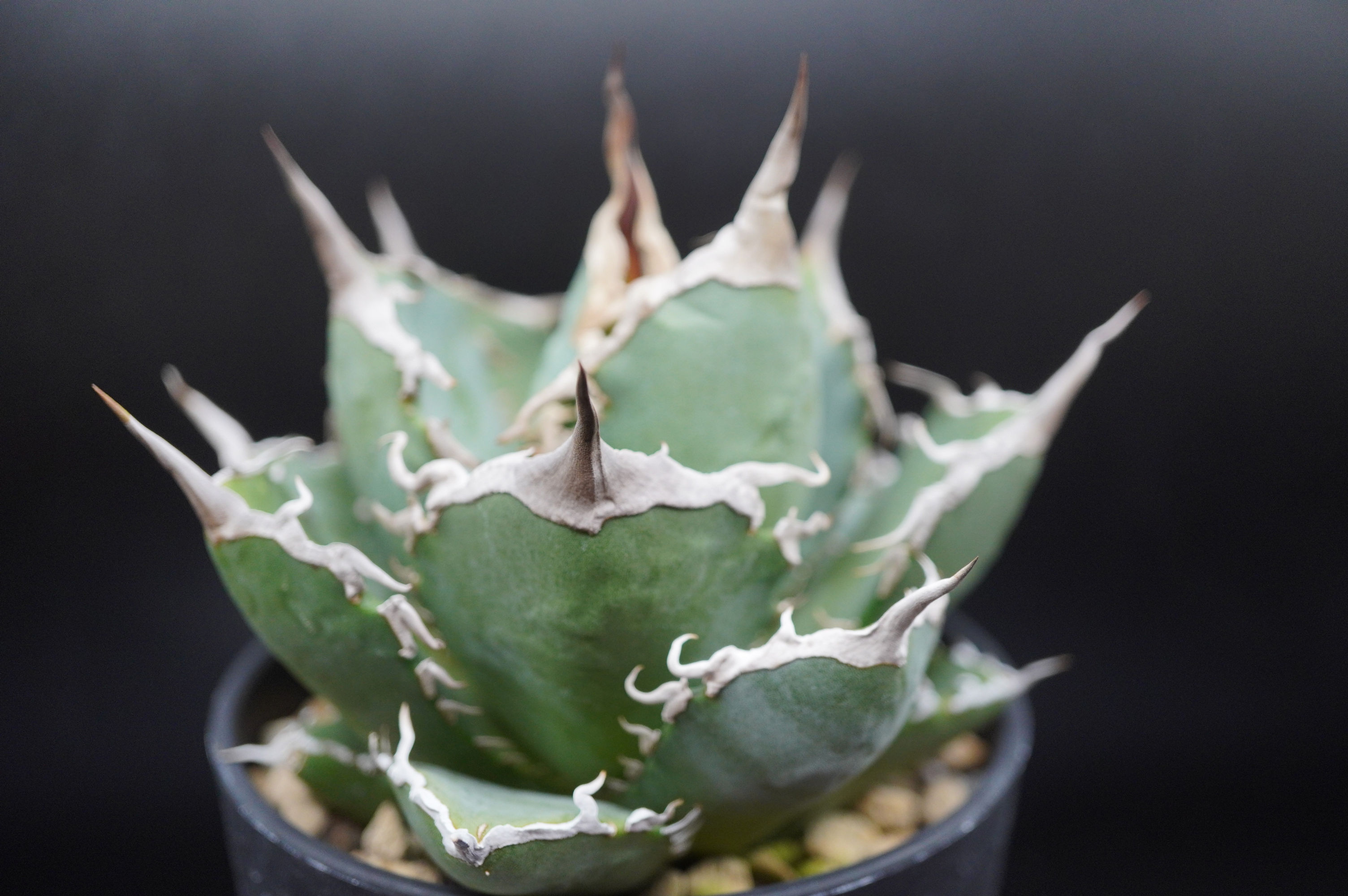 アガベ　阿修羅