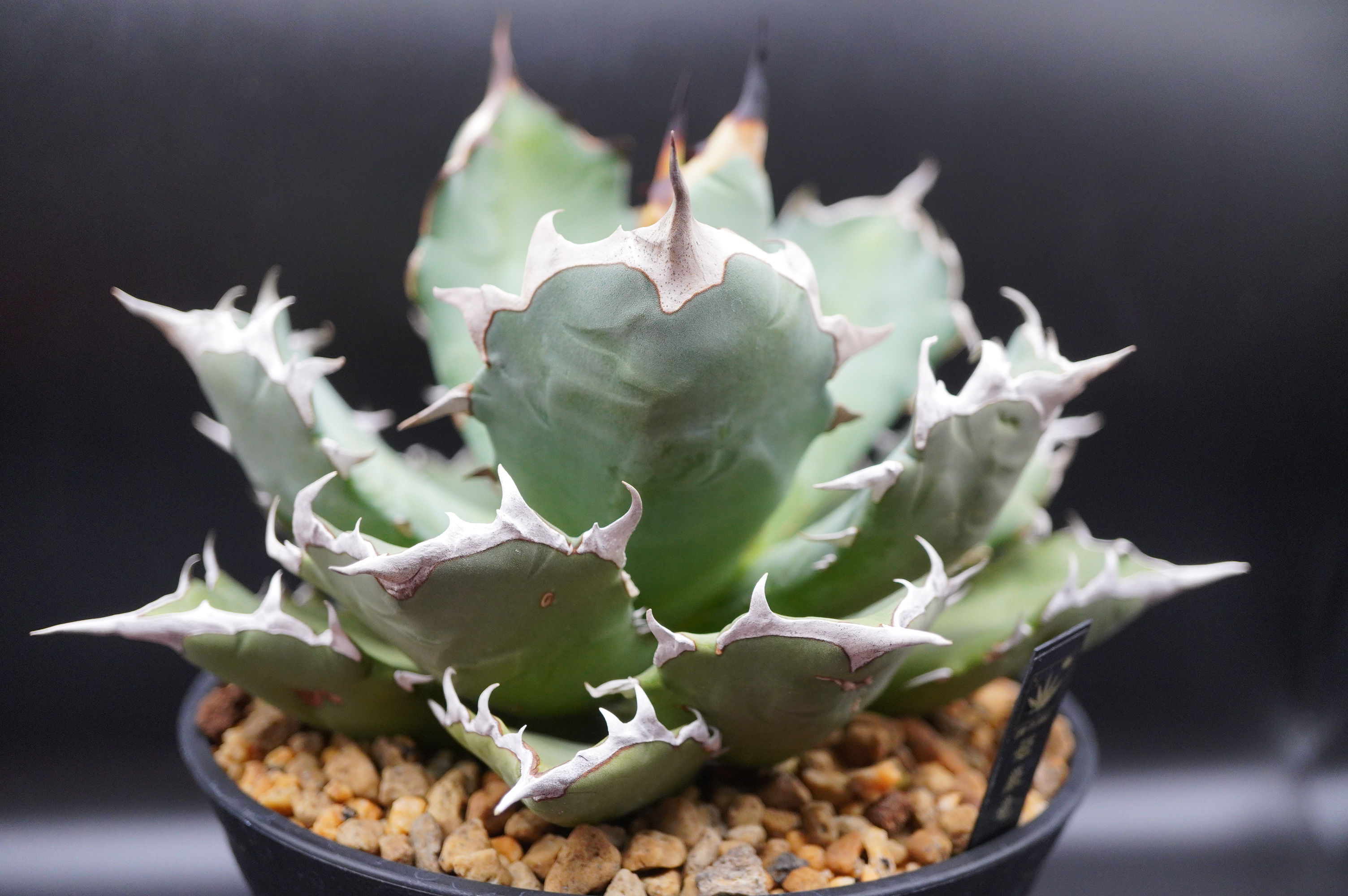 アガベ　姫厳竜　大株