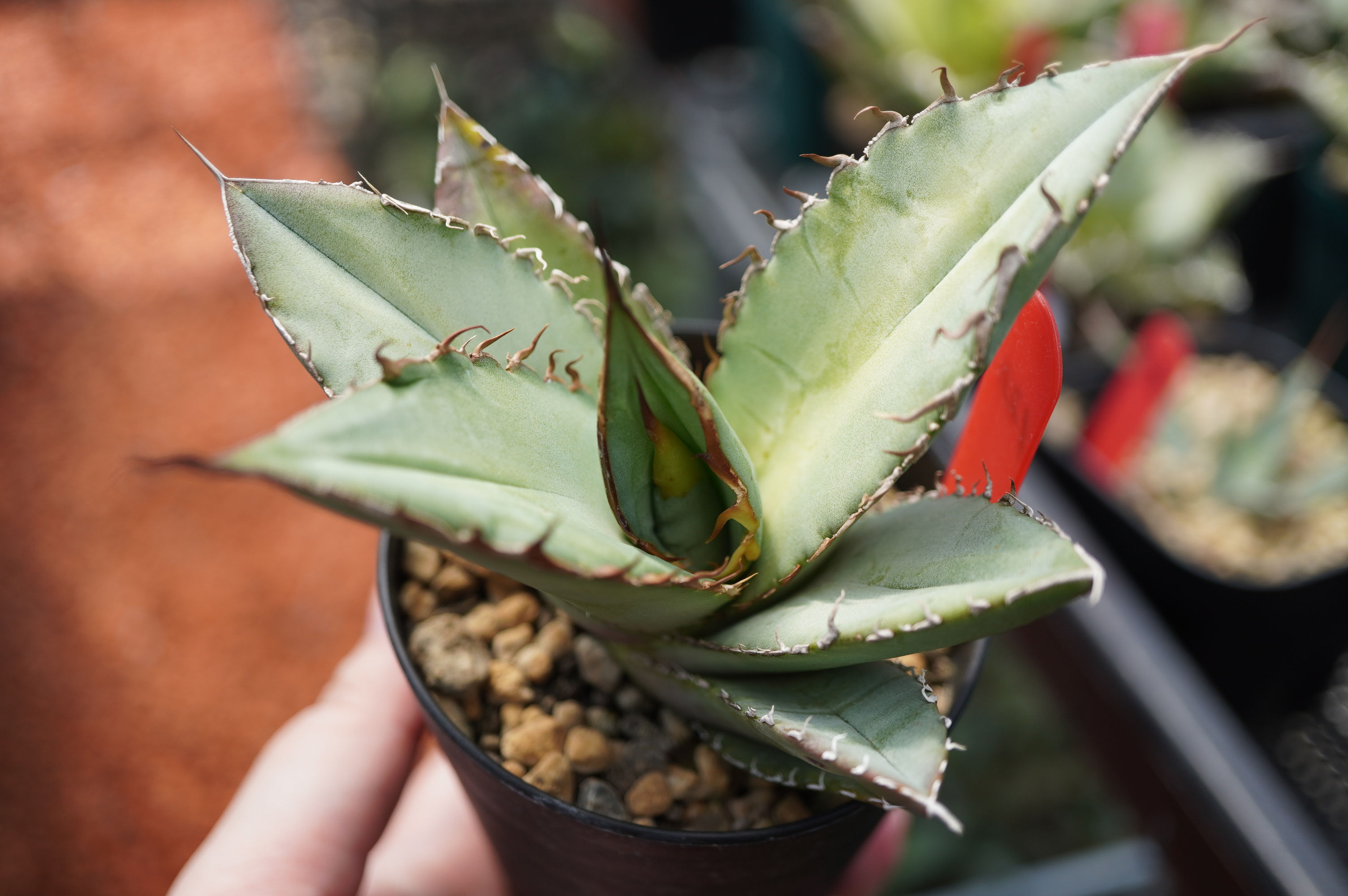 アガベ　【選抜】オテロイ実生