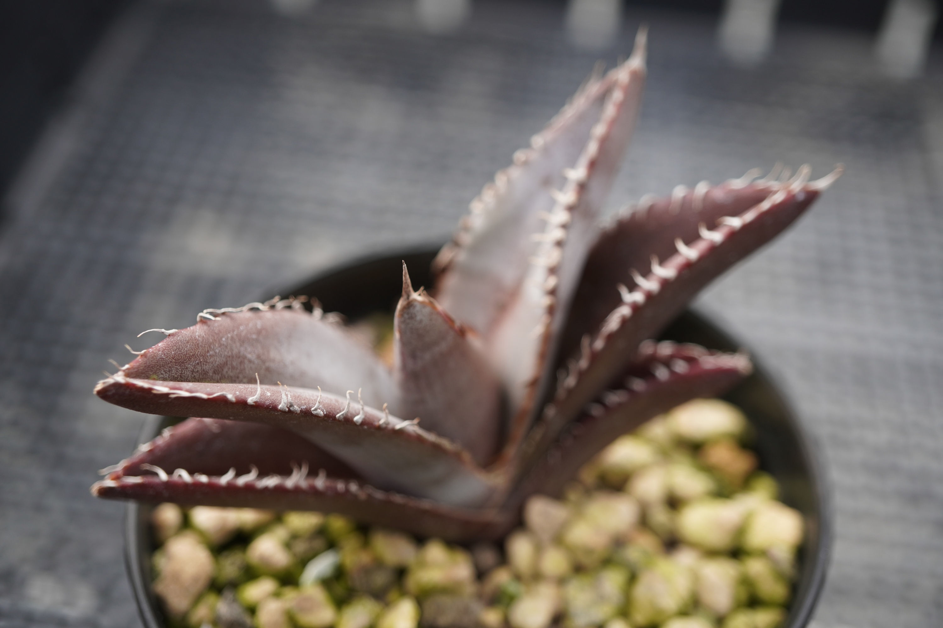 アガベ　【選抜】オテロイ実生