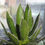 サムネイル： アガベ　ホリダ　大株