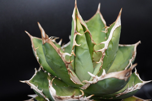 アガベ イラン産シャーク 大株 | DM-PLANTS アガベ イラン産シャーク 大株 | DM-PLANTS
