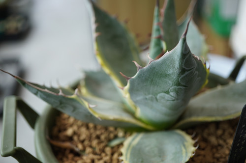 アガベ　シースター　子株 アガベ コレクション子株 パラサナシースター | DM-PLANTS