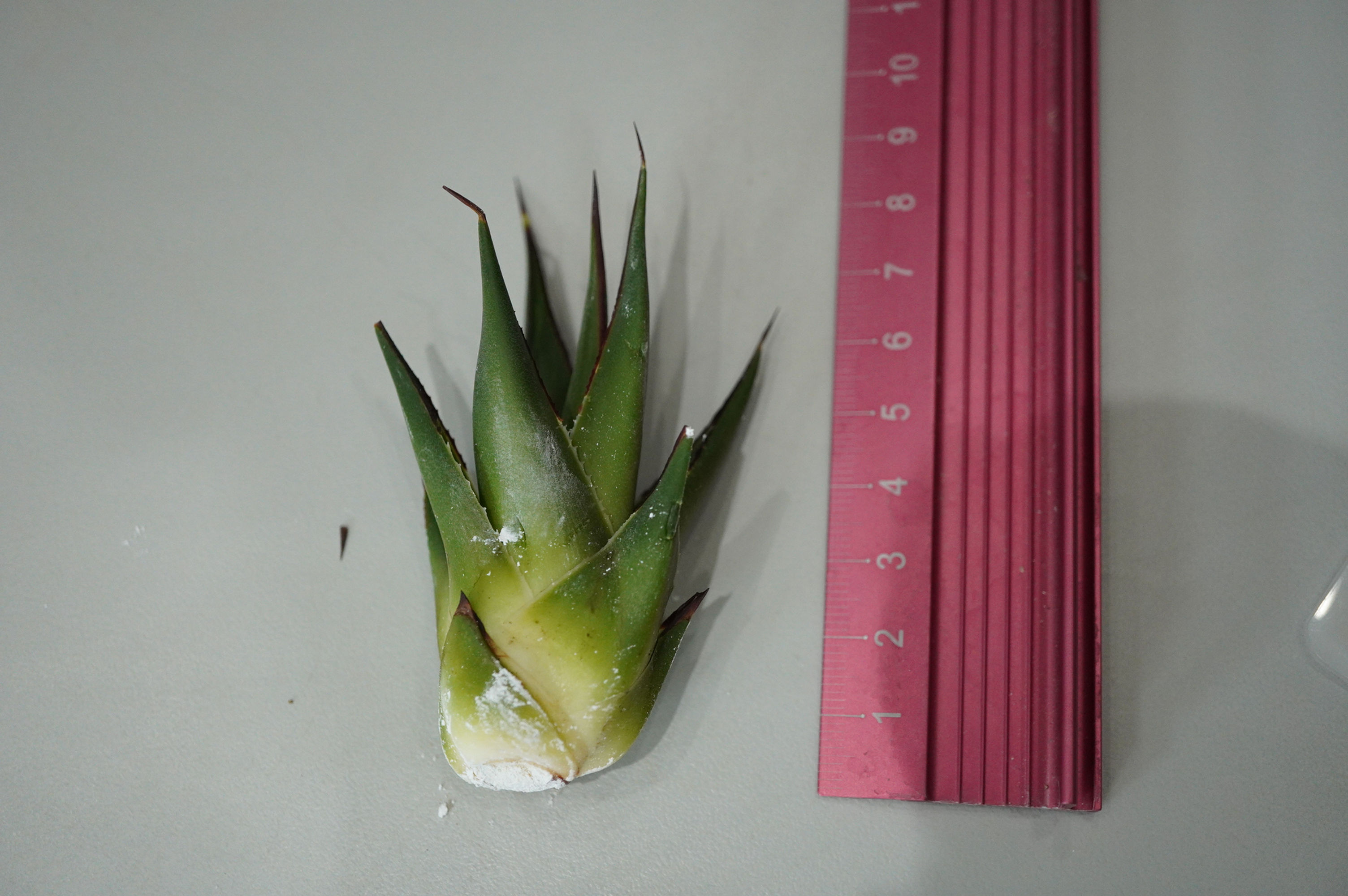 アガベ　ブルーグロー（カキコ）