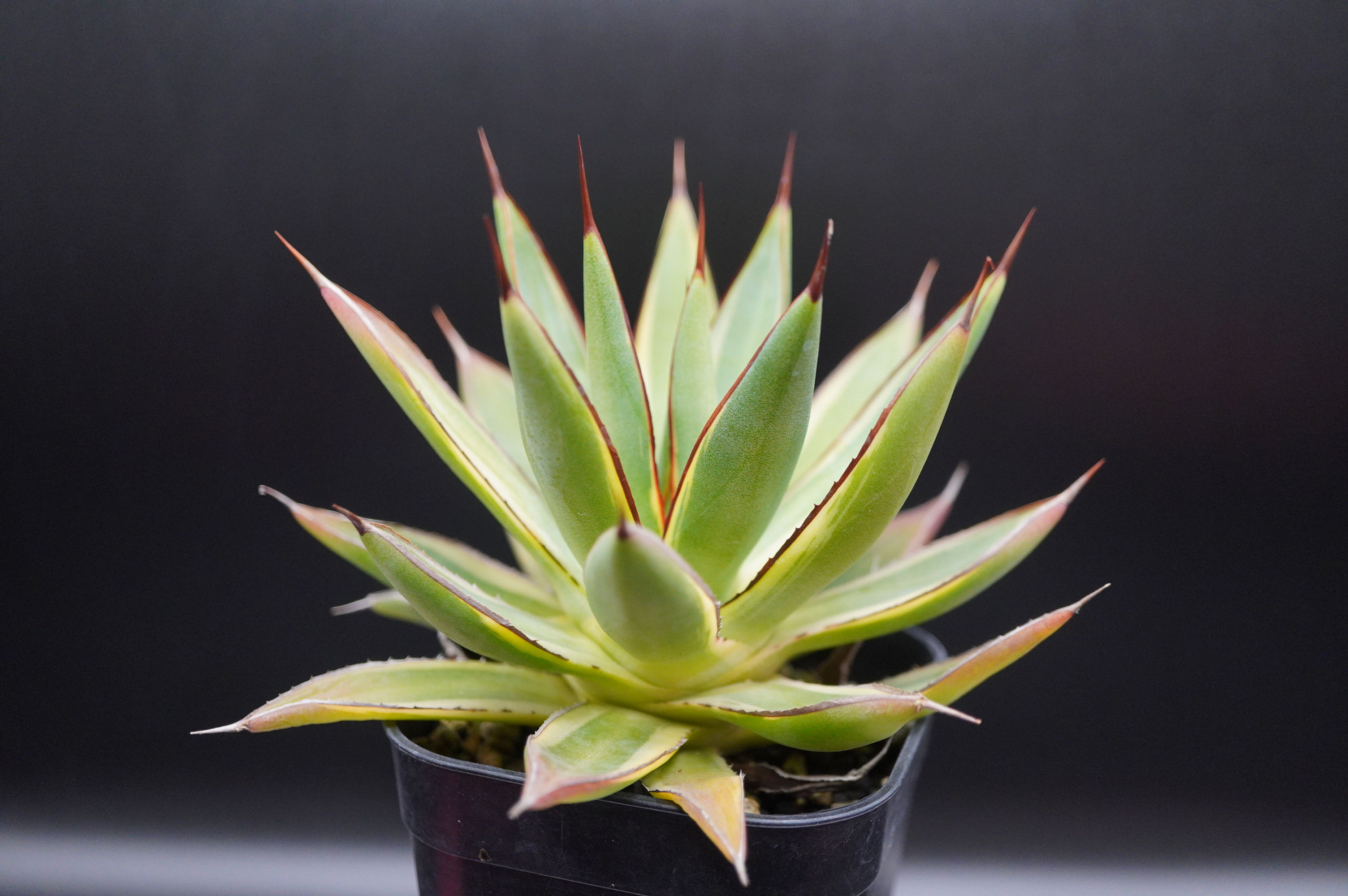 アガベ バーントバーガンディ錦