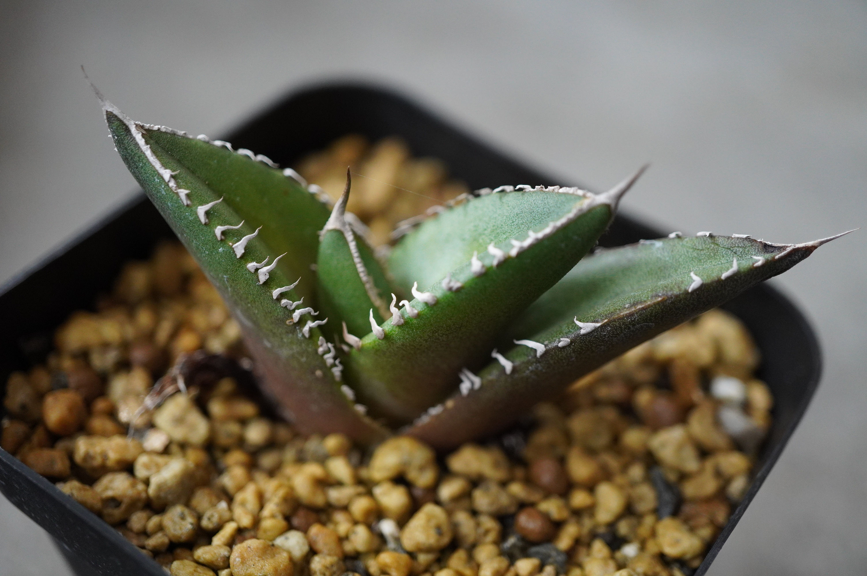 アガベ　【選抜】オテロイ実生