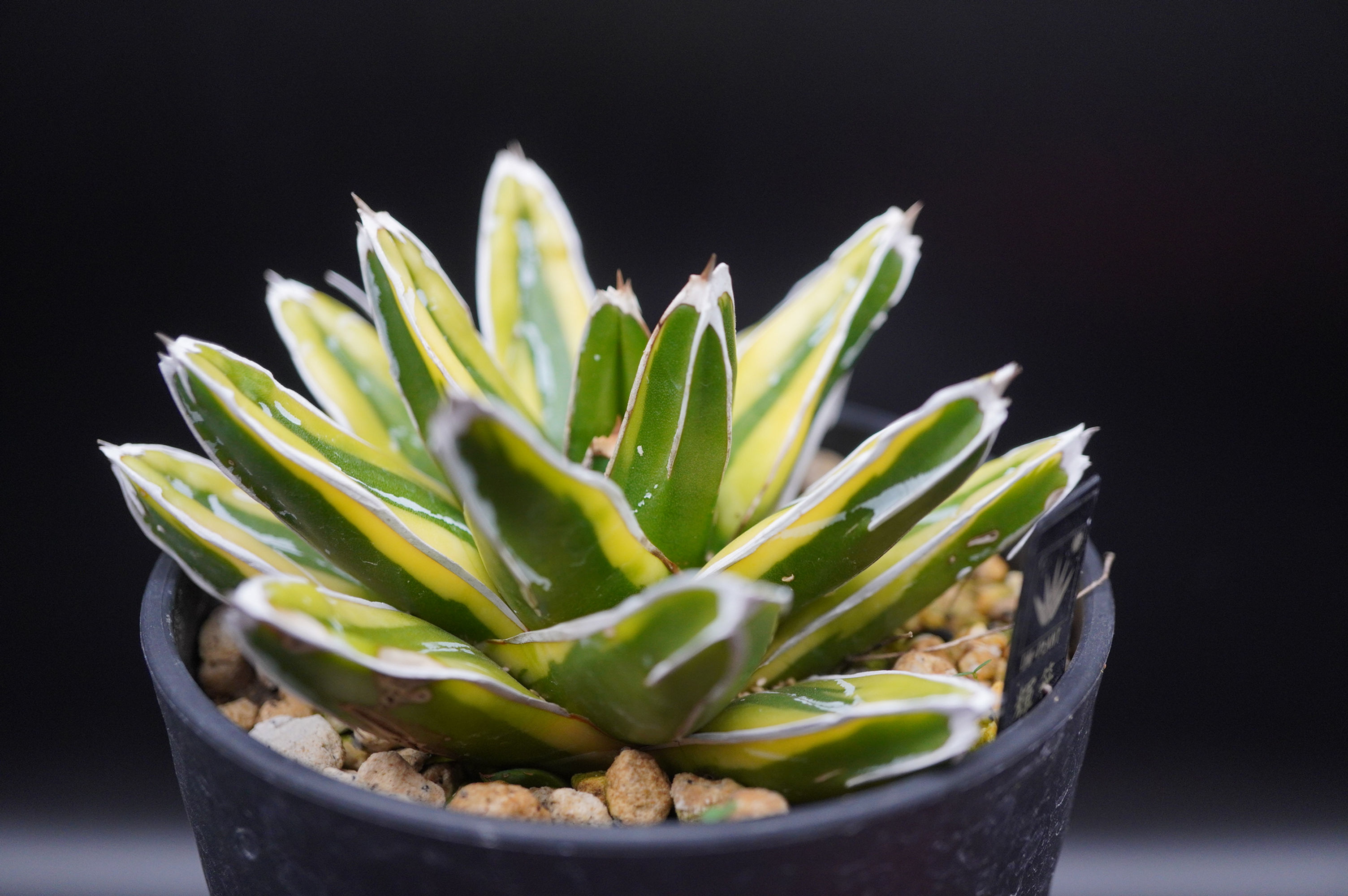 アガベ　笹の雪　輝山　ビクトリアレジーナ覆輪斑