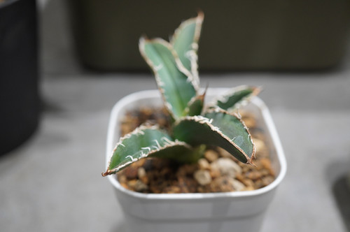 アガベ cf-010 アガベ コレクション子株 CF-010血統 | DM-PLANTS