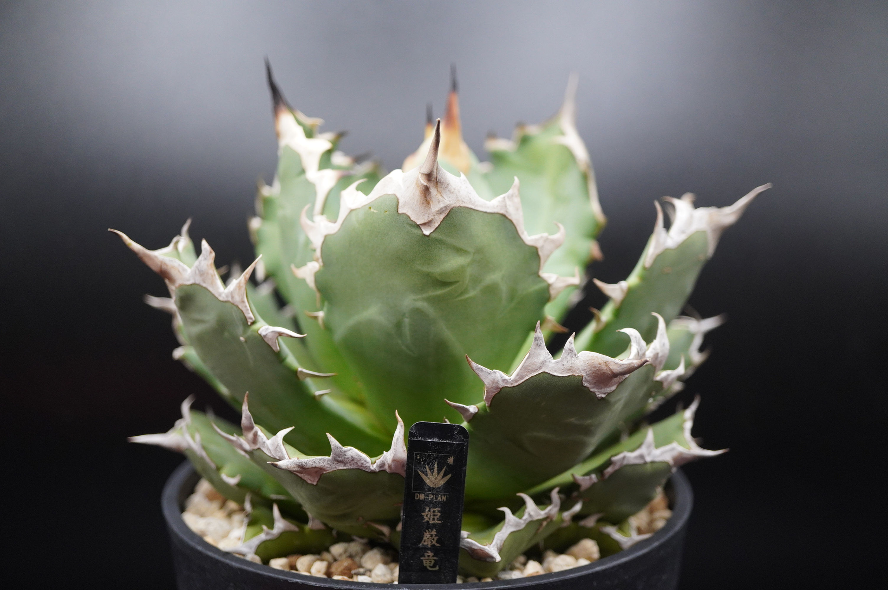 アガベ　姫厳竜　大株