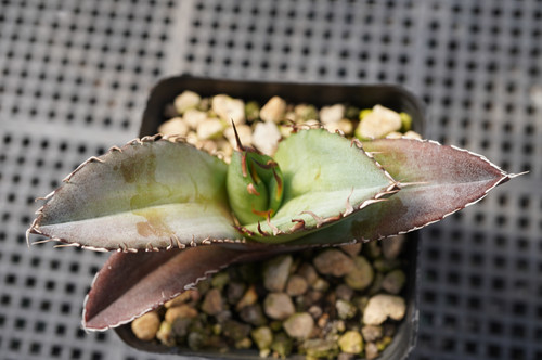 アガベ 【選抜】オテロイ実生 | DM-PLANTS