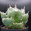 サムネイル： アガべ　白鯨（台湾系）　中株