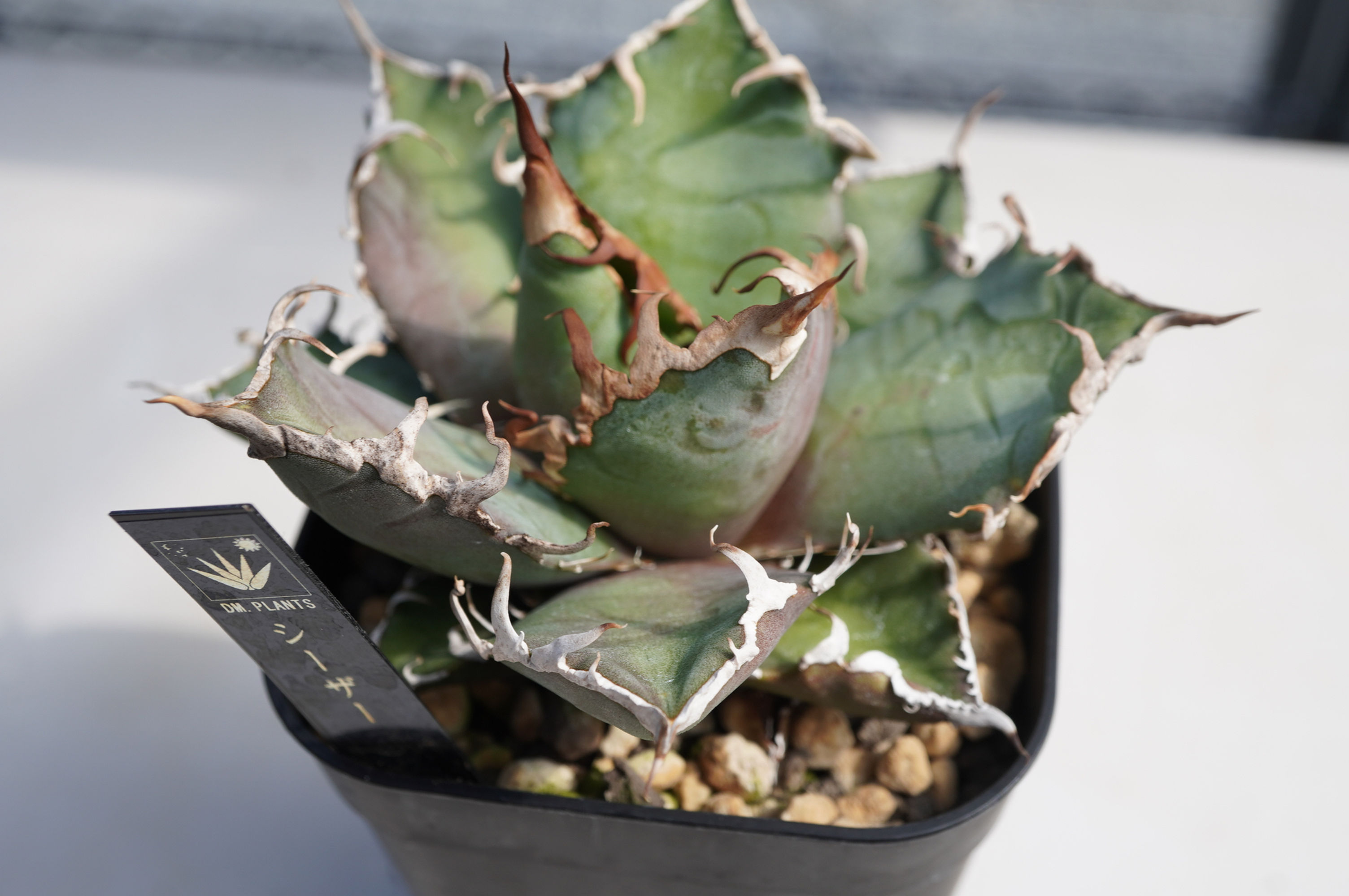 アガベ　シーザー