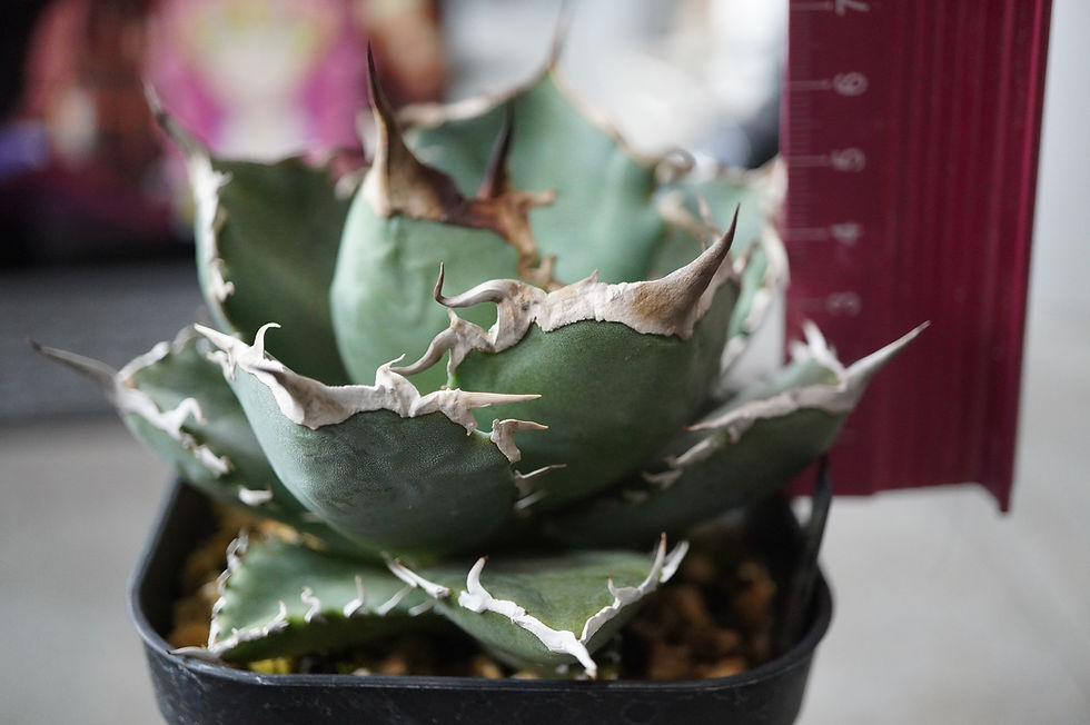 サムネイル： アガベ　阿修羅