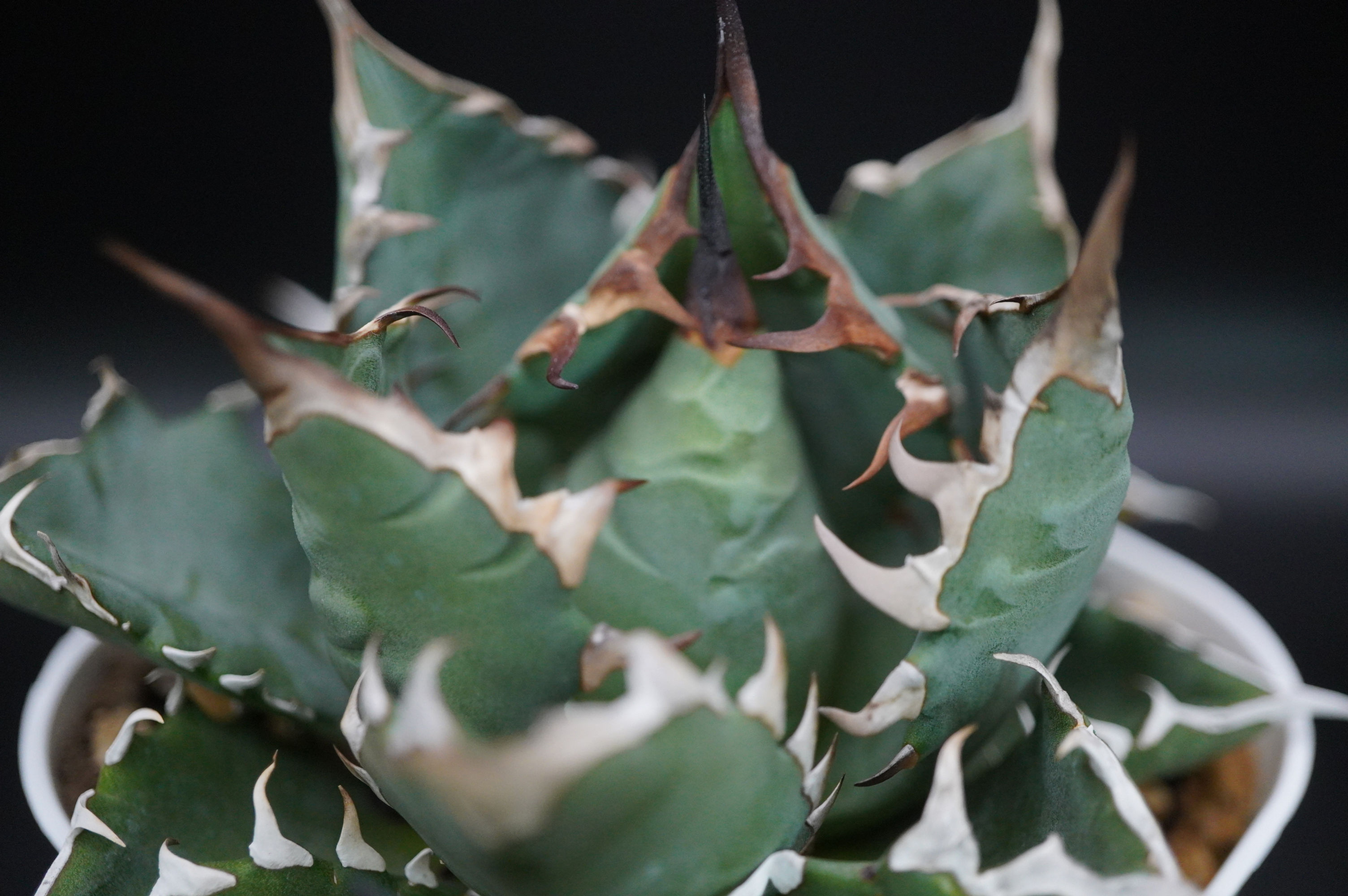 アガベ　姫厳竜