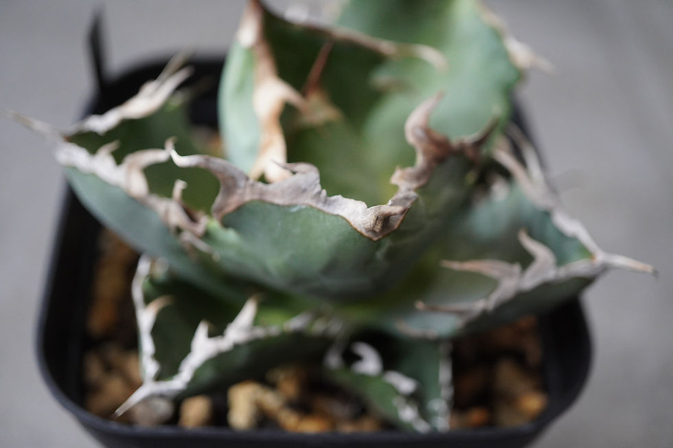 サムネイル： アガベ　蟹（クラブ）