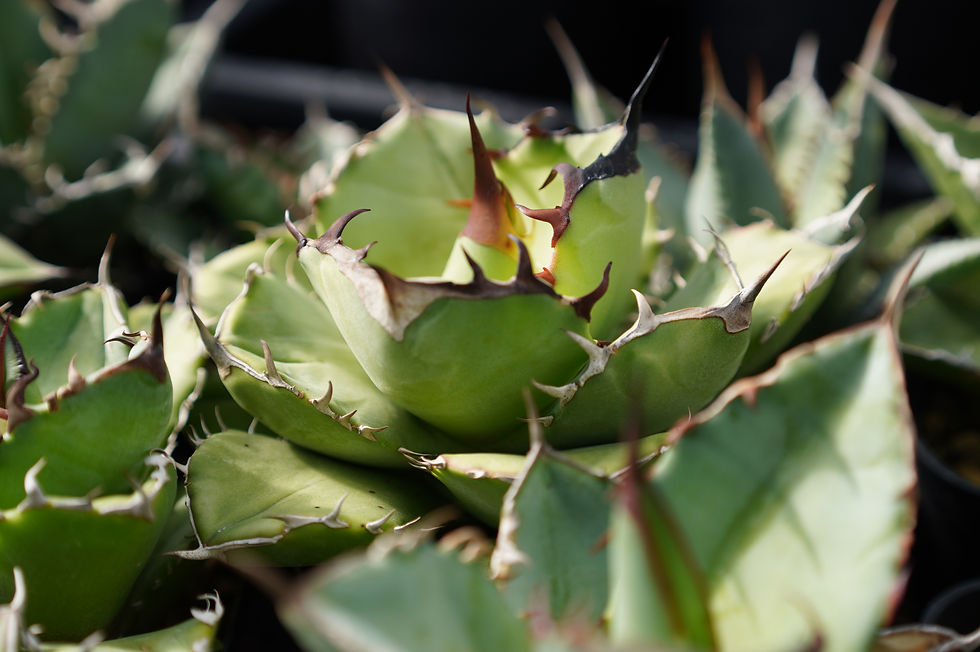ハウス内整理のためキャンペーン開始