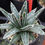 サムネイル： アガベ　笹の雪　ビクトリアレジーナ