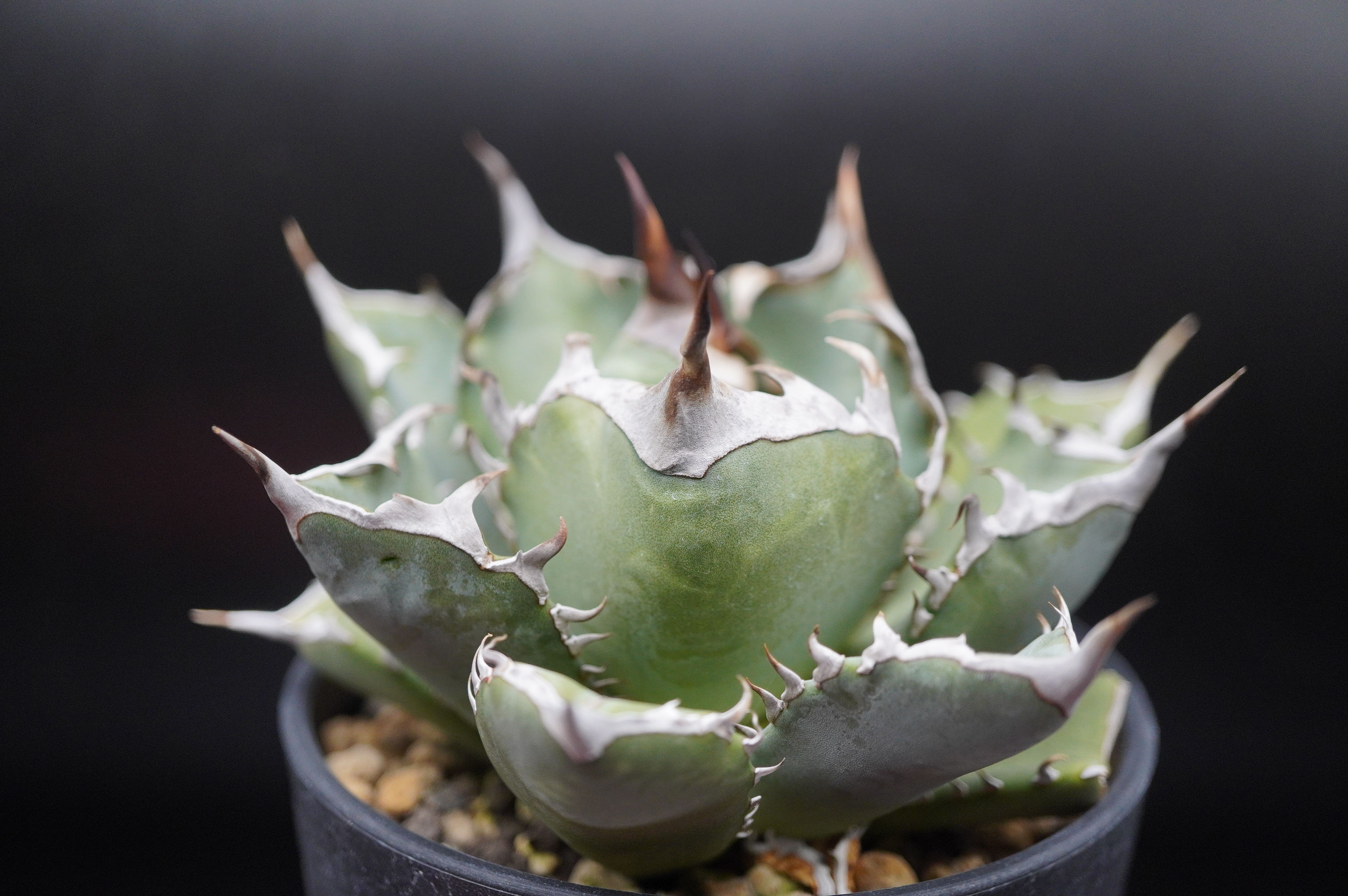 アガベ　阿修羅