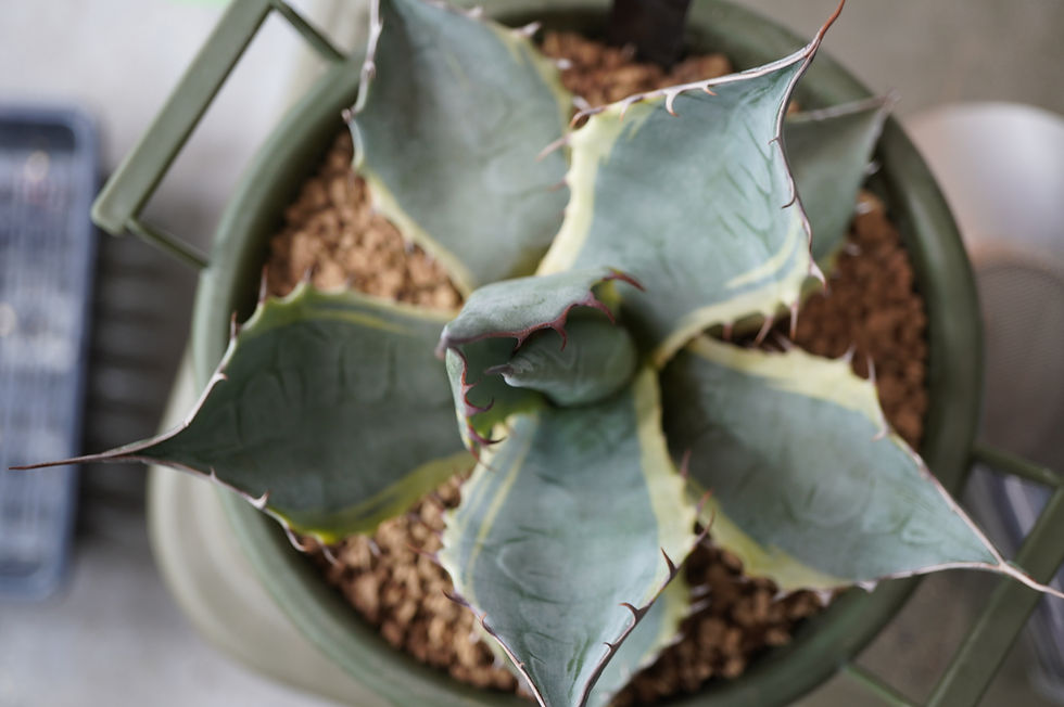 アガベ コレクション子株 パラサナシースター | DM-PLANTS アガベ コレクション子株 パラサナシースター | DM-PLANTS