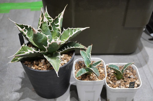 アガベ コレクション子株 CF-010血統 | DM-PLANTS