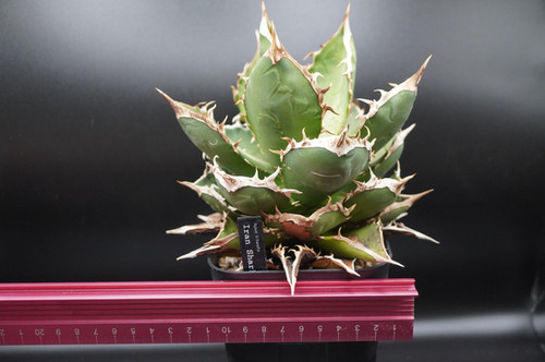 アガベ イラン産シャーク 大株 | DM-PLANTS