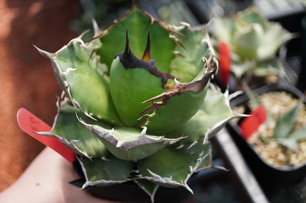 サムネイル： アガベ　阿修羅