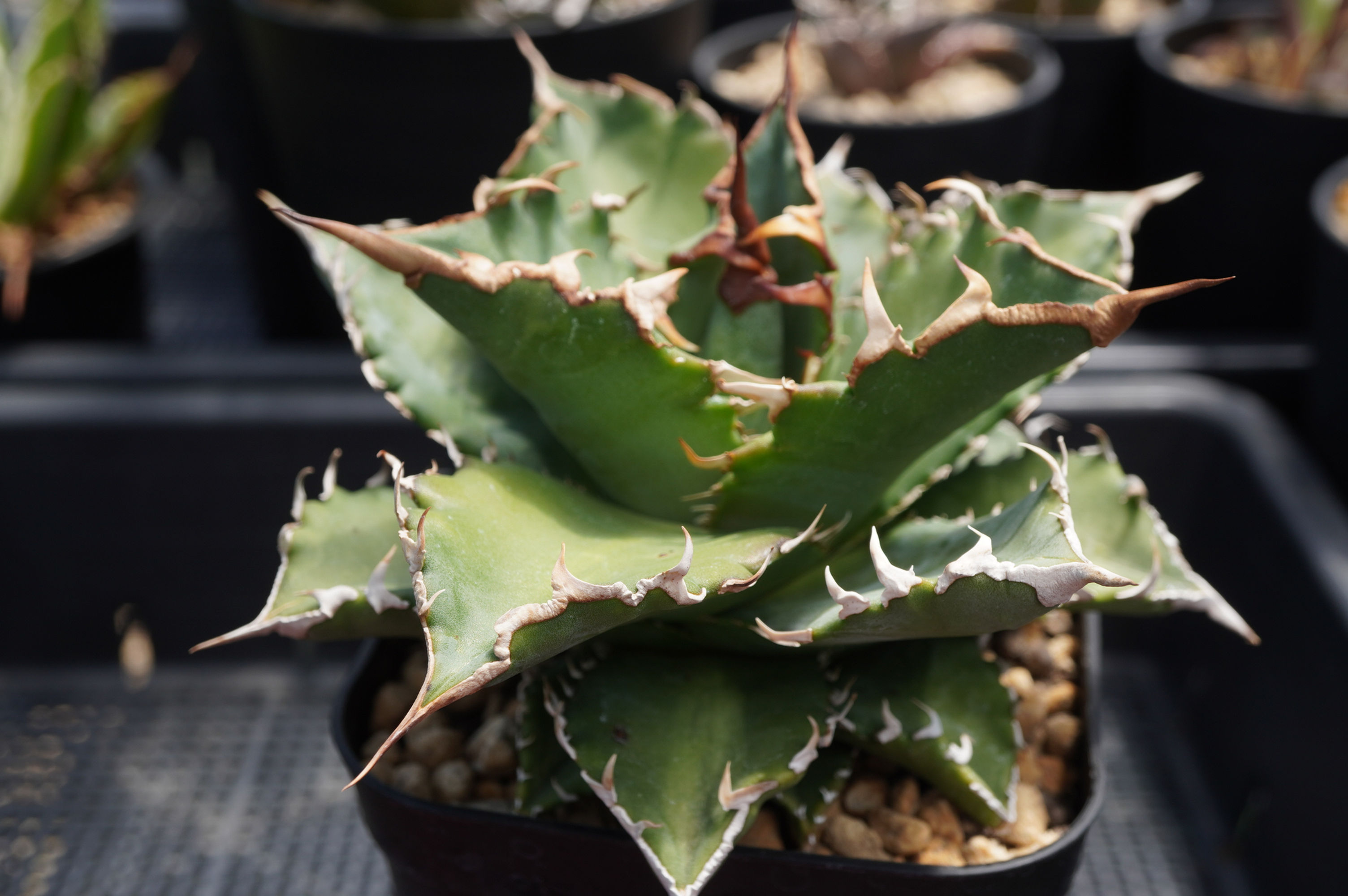 アガベ　白鯨（夕映タイプ）大株