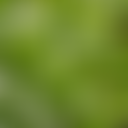 Vers la fin des engrais, tisanes et autres préparations auto-produites?