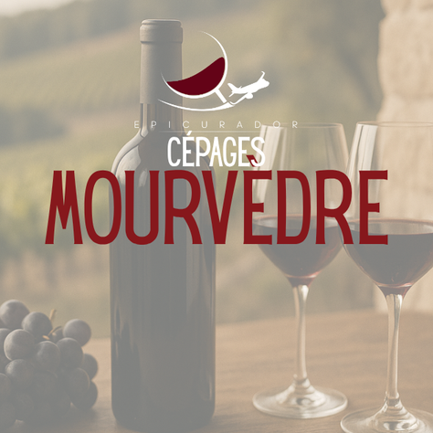 Mourvèdre, le cépage d'exception pour des vins rouges authentiques