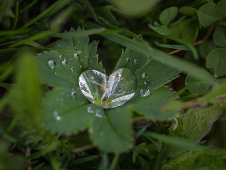 If I Could Plant One Seed Of Love