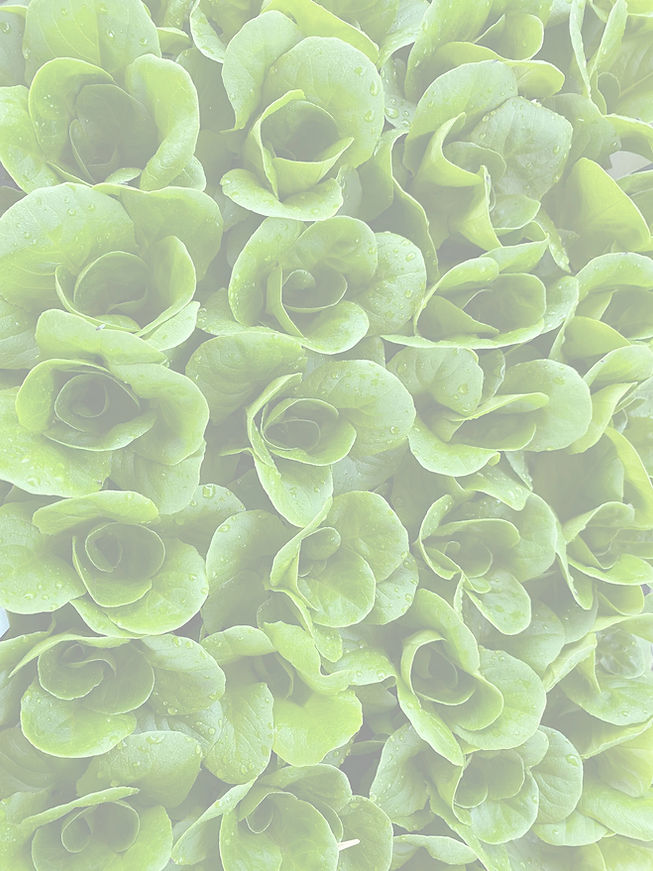 bibb lettuce_edited.jpg