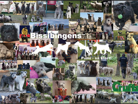 Bissibingens Pumi