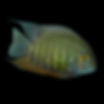 Green Severums Small