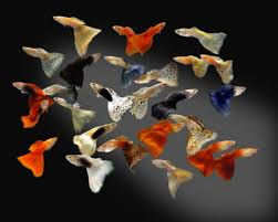 Assorted Male Guppies