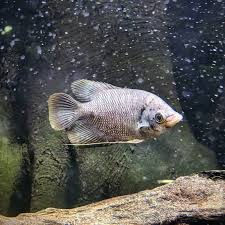 Giant gourami 4-5”