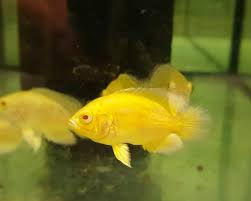 Lemon Oscar - small